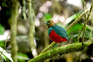 350 Jenis Burung di Maluku Utara