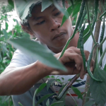 Nilai Tukar Petani Maluku Utara Turun 1,26 Persen pada Agustus 2025